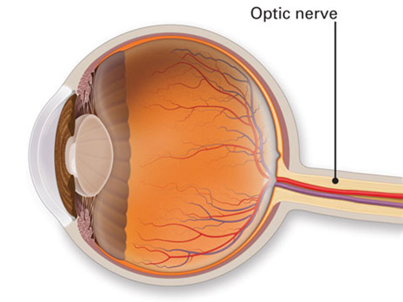 Cataract Surgery In Kochi Anatomy Of The Eye Optic Nerve Free